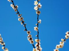 -香雪海