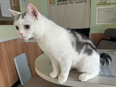 -Bastet sally猫舍购宠(静安店)