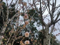 -中山市树木园