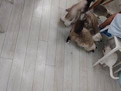 -喵的天空名猫咖啡馆·撸猫·猫舍·用品