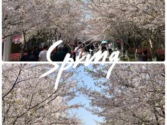 -高东镇樱花园