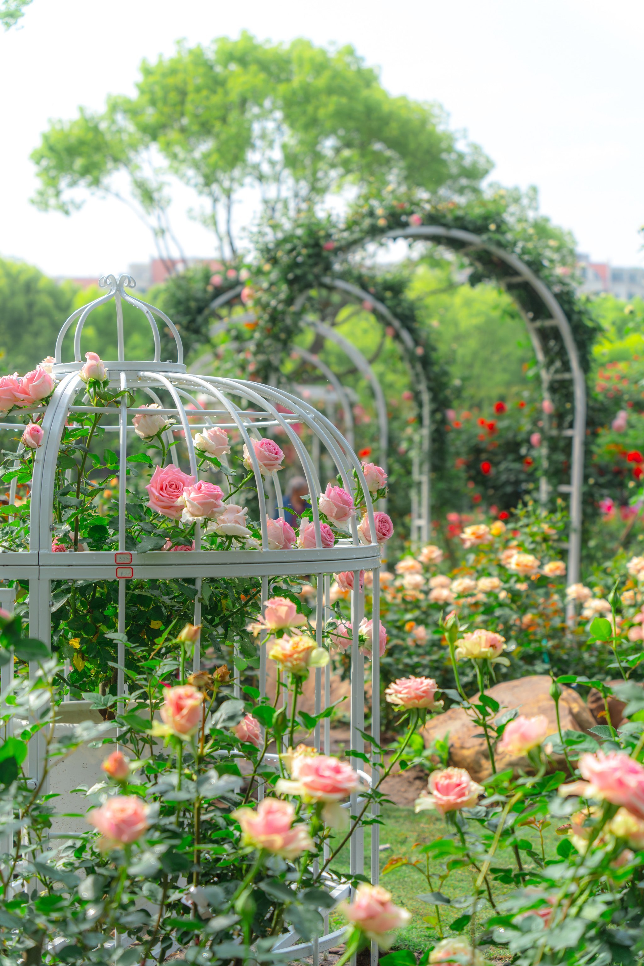 你等的月季园,就开在花木的街角