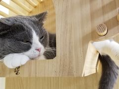 -猫和宫(六道口店)