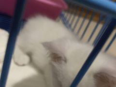 -爱侣·安琦尔宠物医院·中兽医针灸·心内科·狂犬免疫点(宝山区院)