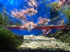 -太平洋海底世界