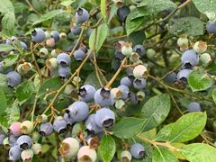 -金谷域澳洲庄园