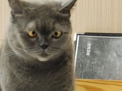 -喵园·猫主题咖啡厅·撸猫·猫咖(国贸店)