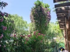 -西安市长乐公园