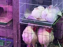 -花鸟鱼虫鲜花绿植市场(玉泉路店)