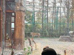 -上海野生动物园老虎餐厅