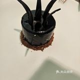 环境超好的大树