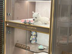 -翊宠yipet猫狗购宠庄园犬舍•猫舍