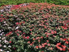 -松山湖梦幻百花洲