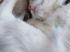 -喵喵咪呀布偶猫咖(春熙路店)