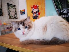 -平行世界·猫咖(首经贸店)