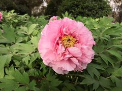 -洛阳市隋唐城遗址植物园