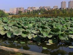 -前关湿地公园