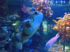 -凯莉-塔尔敦海洋生物水族馆