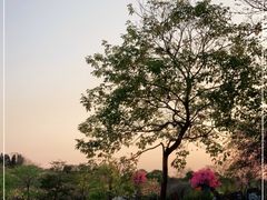 -天适樱花悠乐园