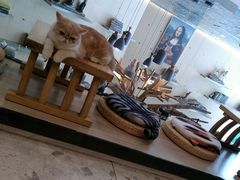 -飞行喵MR PILOT|猫舍·猫咖(静安大融城店)