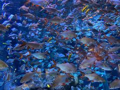 -成都浩海立方海洋公园