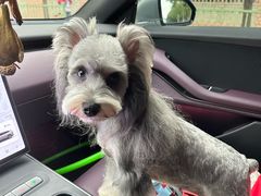 -翊宠yipet猫狗购宠庄园犬舍•猫舍