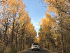 -金塔沙漠胡杨林景区