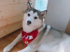 -Husky Go! 哈士奇体验馆·宠物咖啡厅狗咖