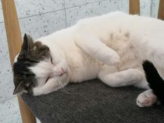 -喵园·猫主题咖啡厅·撸猫·猫咖(国贸店)