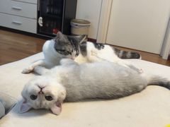 -猫大福·Fortune Cat猫舍(百子湾店)