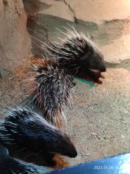 -酷嗒动物文化乐园(cutezoo西溪乐天城店)