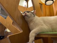 -MOCHA明星猫咖(田子坊店)