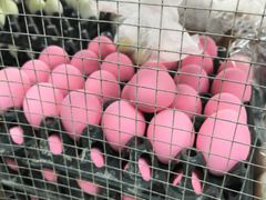 -瓦洛洛传统市场