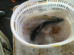 -海峡水产品交易中心(海鲜交易区)