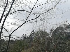 -中国大熊猫保护研究中心雅安碧峰峡基地