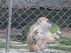 -海南热带野生动植物园