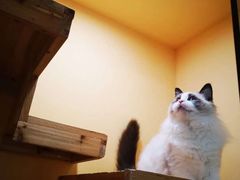 -70cat德文卷毛猫·缅因猫纯种猫舍