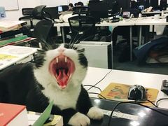 咆哮猫猫-门框胡同百年卤煮(新街口店)