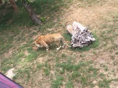 -西霞口神雕山野生动物世界