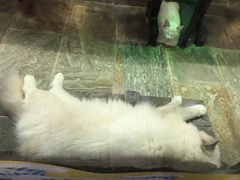 -猫咪博物馆(顶澳仔猫街店)