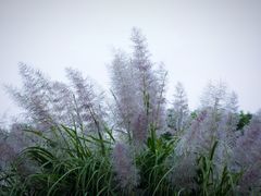-吴淞炮台湾湿地森林公园烧烤区