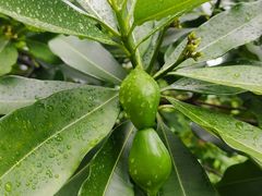 -广州神农草堂中医药博物馆