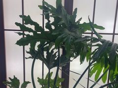 -桃夭日式料理(国信店)