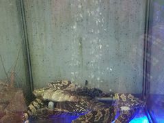 -旅南活海鲜-屏东(墾丁海鮮，海鮮餐廳，墾丁團體合菜，平價熱炒，墾丁熱炒店，活海鮮推薦，在地海鮮餐廳)