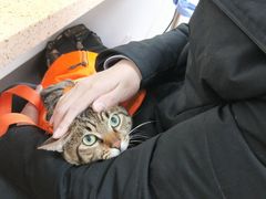 -伟伟宠物医院·瑞派猫友好医院·猫科(光谷店)