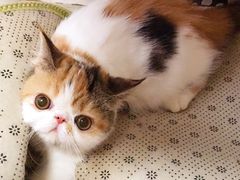 -艾贝尔宠物医院·狂犬免疫点(江山金象城店)