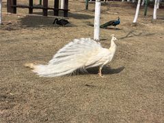 -鄱阳湖国家湿地公园
