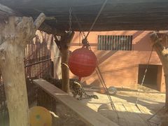 -青藏高原野生动物园
