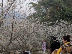 -广州市流溪河国家森林公园