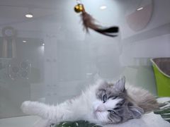 -青奢宠物·青奢猫舍